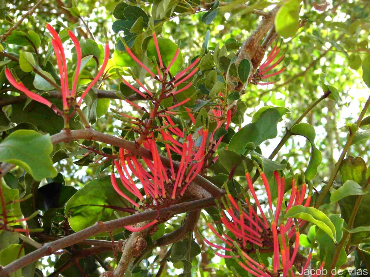 Dendrophthoe falcata (L.f.) Ettingsh.